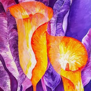 Calla Lilies
